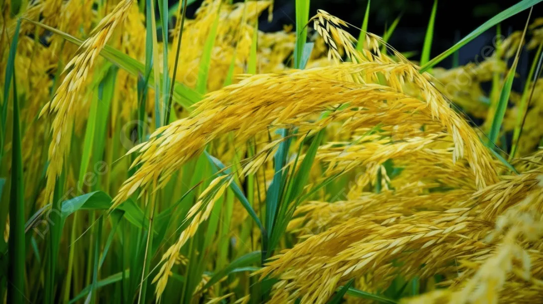 These are rice grains.