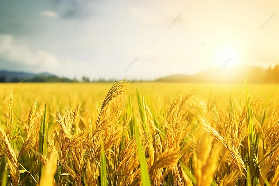 This is a rice field.